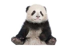 The birth of a baby giant panda can really boost visitorship to zoos. See more endangered animal pictures.