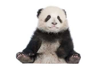 baby giant panda