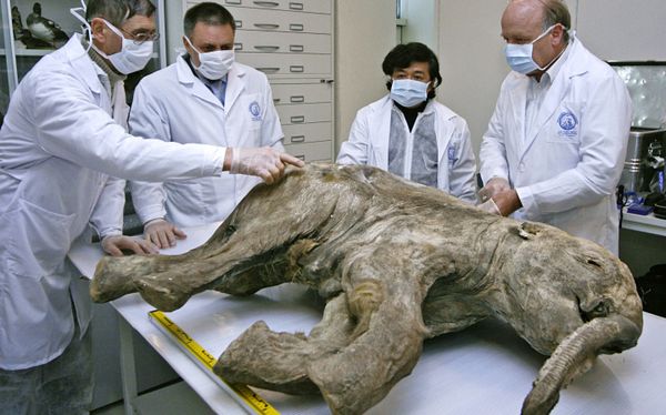 Scientists inspect the carcass of a baby mammoth. 