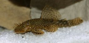 Bristlenose Catfish