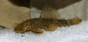 Bristlenose Catfish -- ancistrus temmincki See more aquarium fish pictures.