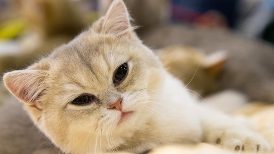 The British Shorthair Is a Round-faced 'Teddy Bear Cat'