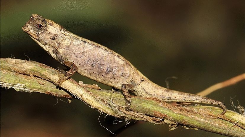 Brookesia nana