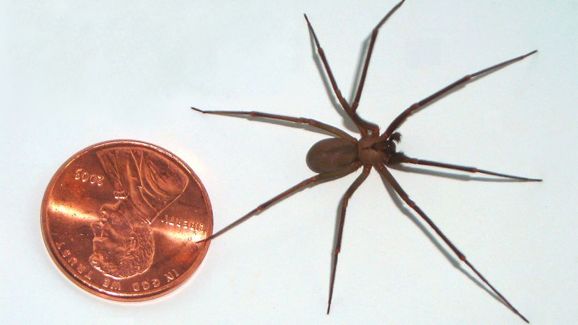 Brown Recluse Spider Bites