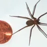 Don't Fear the Brown Recluse Spider (Seriously)