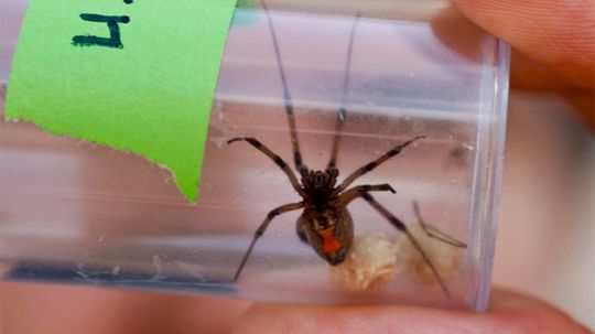 She Mates, She Kills — and That's OK With Male Brown Widows