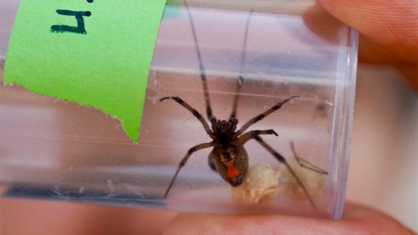 How Fast Can A Black Widow Kill You