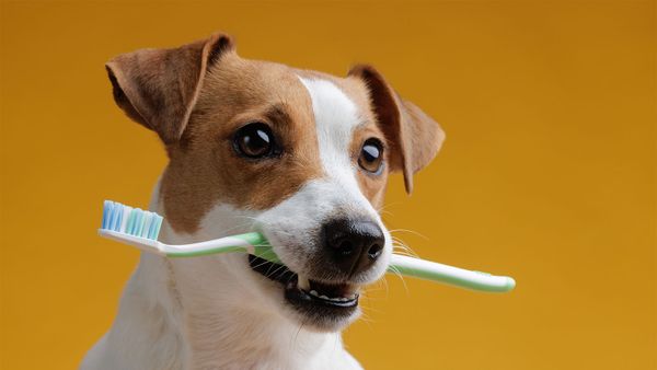 Brush dog teeth