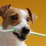 Do You Really Need to Brush Your Dog's Teeth?