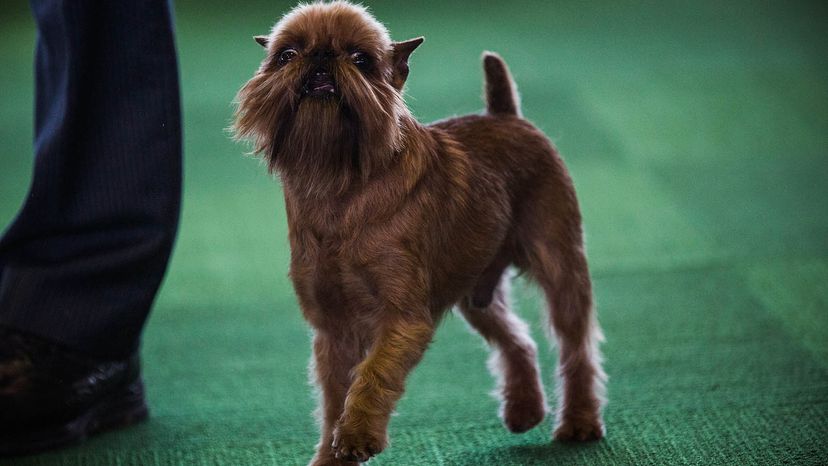 Brussels Griffon