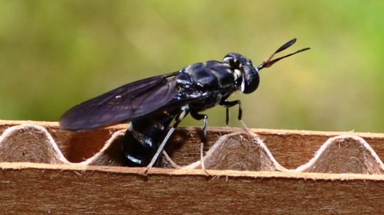 Will Black Soldier Fly Maggots Save Humanity?