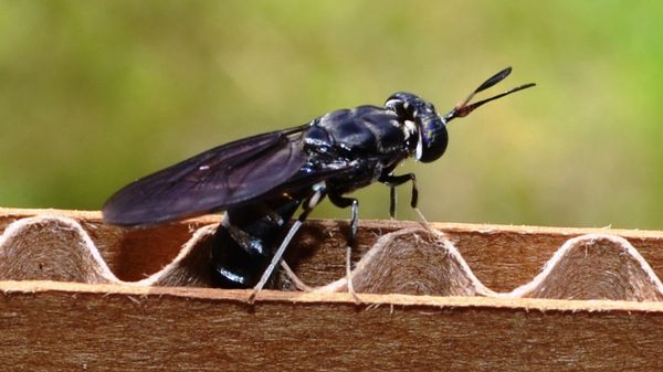 Black soldier fly	