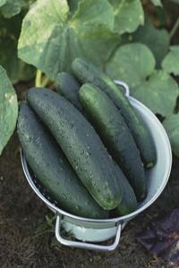 Cucumbers in colander. 