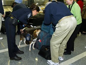 美国海关和边境保护局小猎犬旅的一名成员正在调查一名抵达旅客的行李，寻找违禁农产品或肉类。＂border=