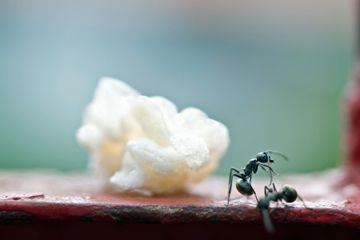 popcorn and ants