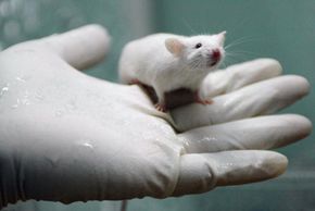 Lab rats, like this one in China, were shown to respond favorably to the Cedars-Sinai gene therapy. Next up is testing on human subjects.