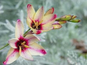 The ixia hails from South Africa and a gift on happy occasions. See more pictures of flowers.