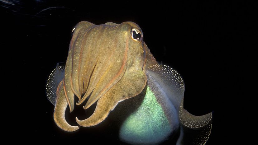 A deep-sea squid with tentacle tips that 'swi