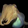 7 Reasons a Cuttlefish May Be Smarter Than You