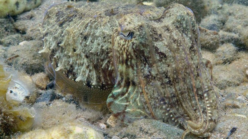 cuttlefish, disguise