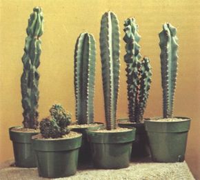 Torch cacti (cereus peruvianus) can grow quitelarge -- arrange them in an area with plenty of space.