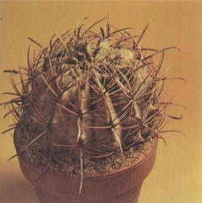 The ferocactus, barrel-shaped cacti with prominentribs, are named for their long, heavy, hooked spines. See morepictures of cacti.