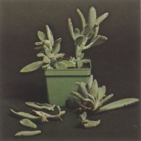 There are several stages in propagating succulents.