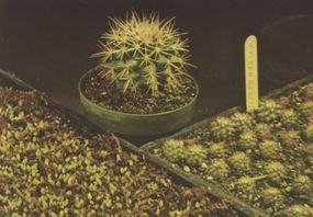 Stages in propagating cacti from seeds