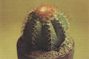 The melocactus is a large ribbed, ball-shaped plant that develops a cap on the top of the plant at maturity.