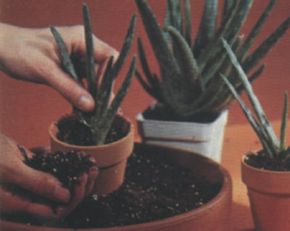 Pot cacti and other succulents in containersthat are as small as possible.