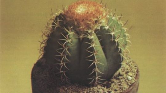 Cactus Plants