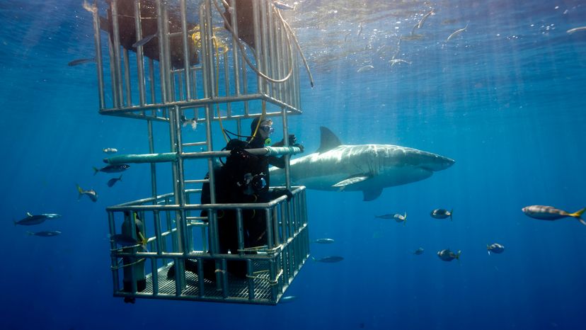 cage diving with sharks