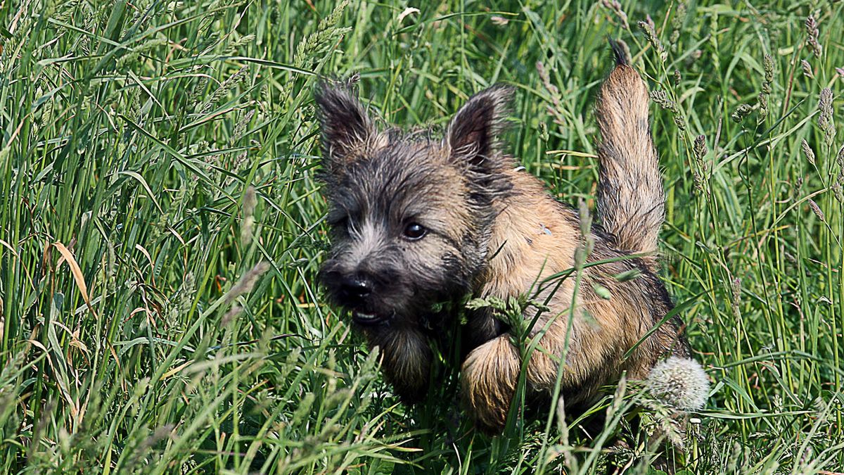 Cairn sales terrier allergies