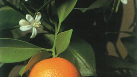 Calamondin橙色“border=