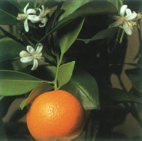 orange fruit flowers