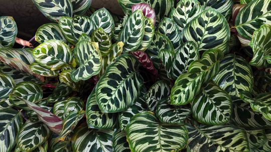 Calathea Care: How to Keep a Calathea Plant Healthy