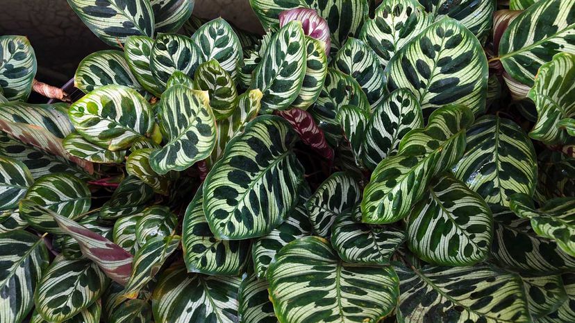 Calathea plant