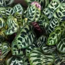 Calathea Care: How to Keep a Calathea Plant Healthy