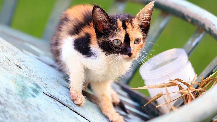 calico cats outside