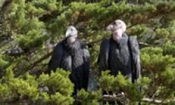 Group of California condors in Big Sur, Calif.