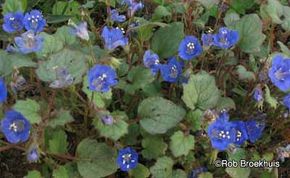 California Bluebell Seeds