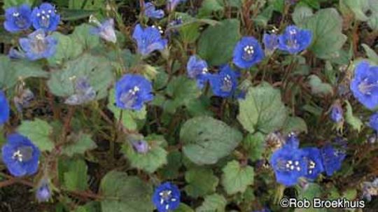 California Blue Bells