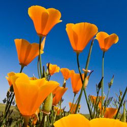 The orange poppies of California