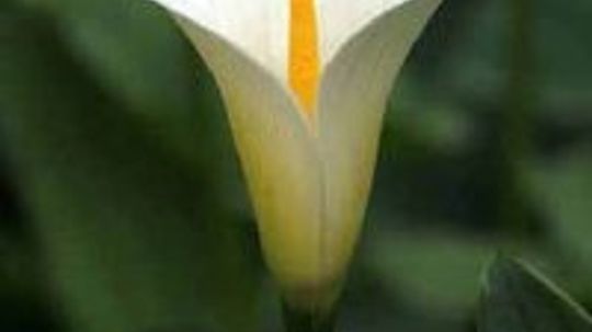 Calla, Calla Lily