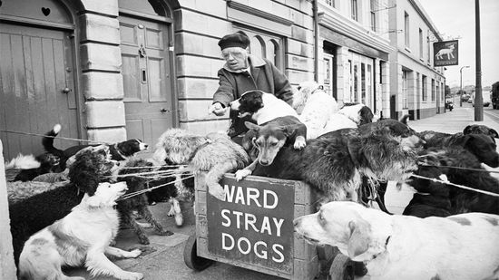 England's Eccentric 'Camberley Kate' Never Turned Away a Stray