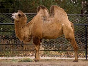 camels humping