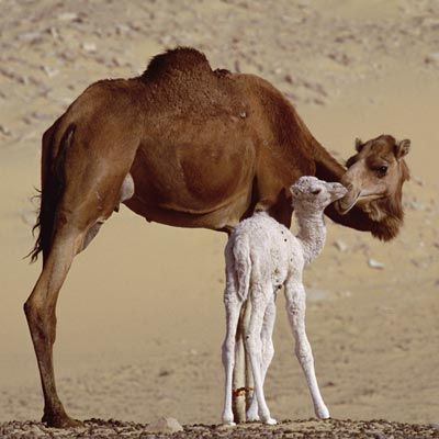 camel mother with two day old baby