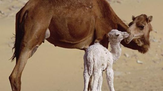 Do the humps on camels hold water?