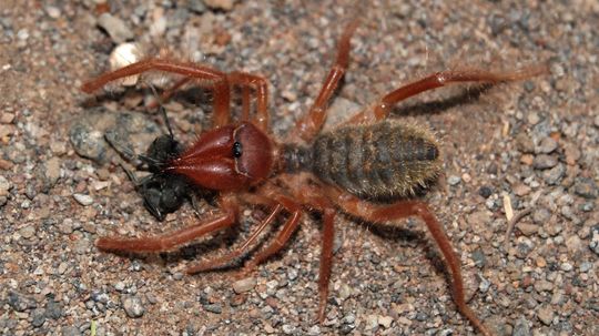 The Camel Spider: Murderous Speed Demon of the Desert