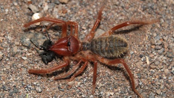 Terrifying new species of spider 'like a tarantula' discovered that can  live for decades - Mirror Online